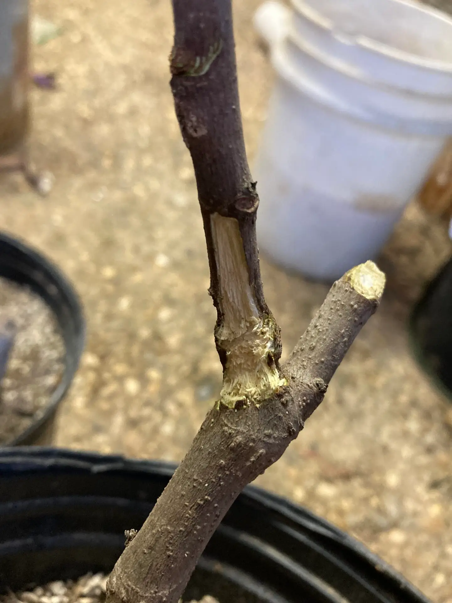 Read more about the article Rodent Damage