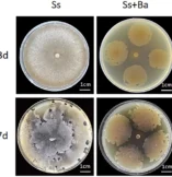 Bacillus amyloliquefaciens