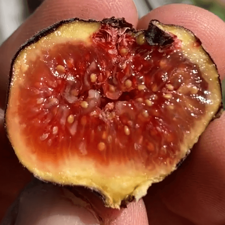 Read more about the article Red Sicilian Fig
