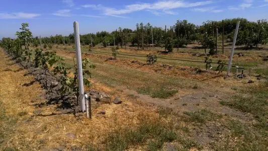 Credit: Harvey C irrigation of figs 2015.