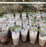 Rooting Fig Cuttings – Coco Coir vs. Diatomaceous Earth (DE) – Lessons from My A/B Test