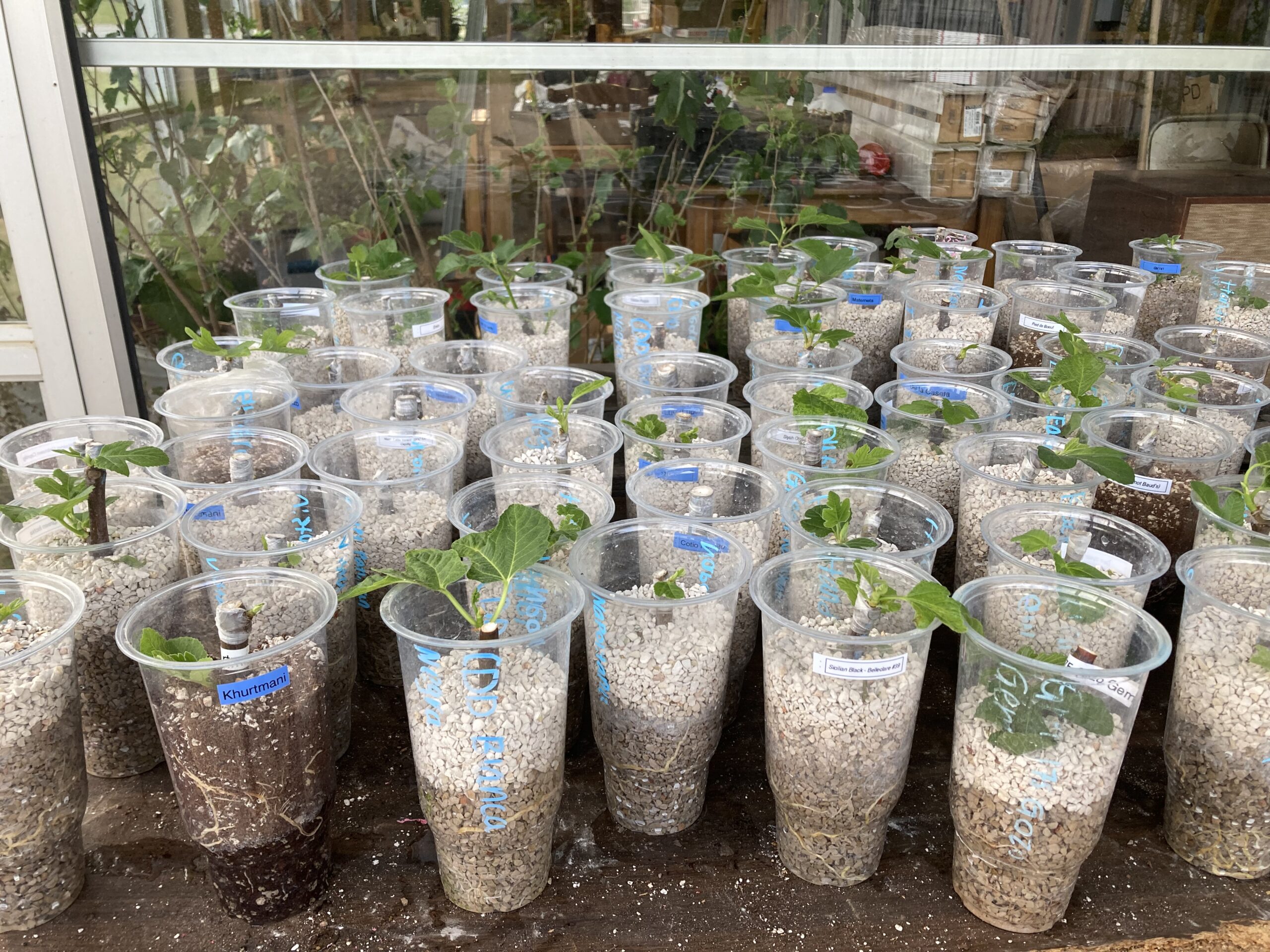 Read more about the article Rooting Fig Cuttings – Coco Coir vs. Diatomaceous Earth (DE) – Lessons from My A/B Test