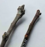 Damaged Fig Cuttings