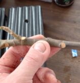 Lets Talk About Fig Cuttings