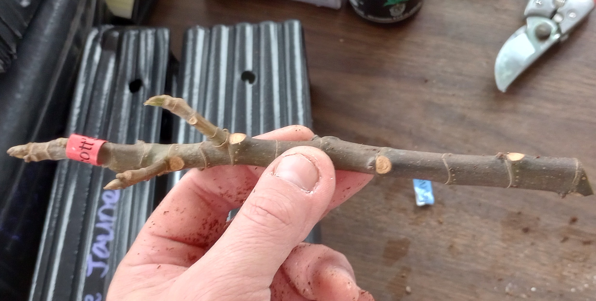 Read more about the article Lets Talk About Fig Cuttings