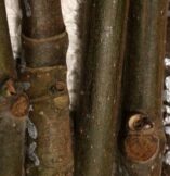 Sanitizing, Hydrating and Inoculating Fig Cuttings Prior to Striking